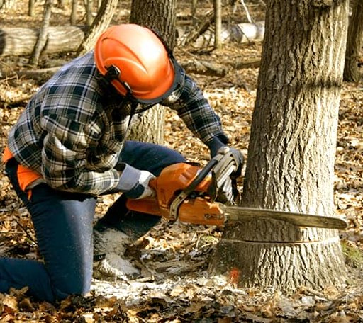 Tree Removal in Boles, AR
